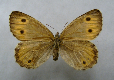 oeneis glacialis