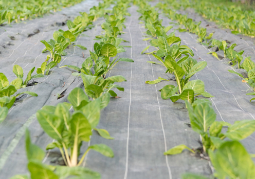 légumes en serre