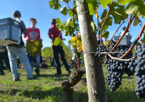 Vendanges